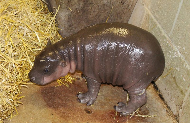 Illustration for article titled ZSL Whipsnade Zoo Welcomes Worst Cat Ever Into the World